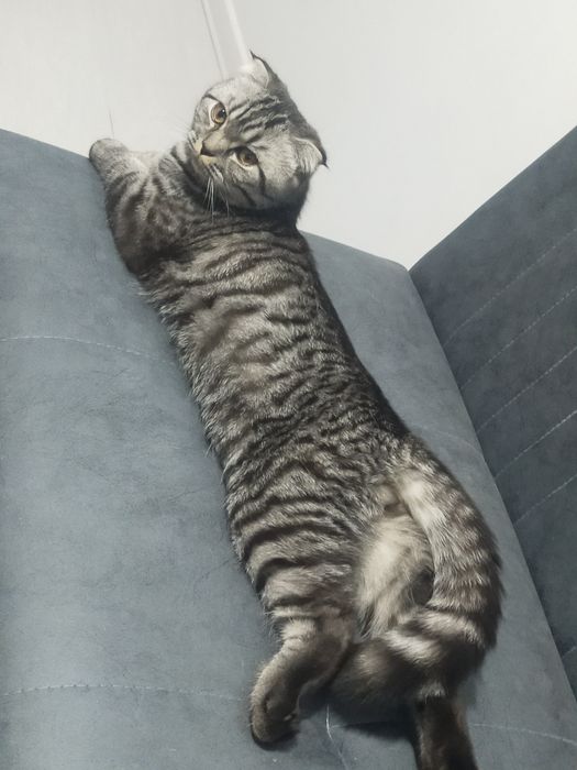 Продаётся кот skotish fold готовый к вязке