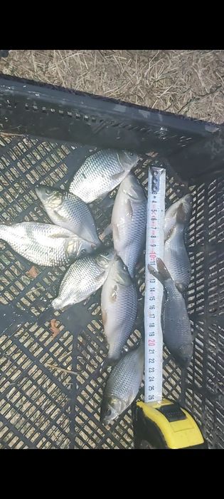 Puiet crap producție 2025 ROMANESC