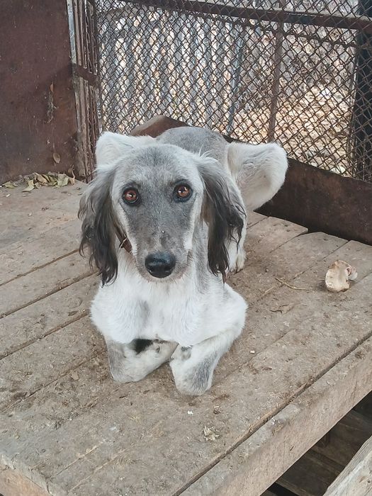 Тазы жеті қазына !