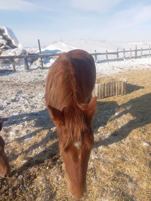 В продаже кобылка