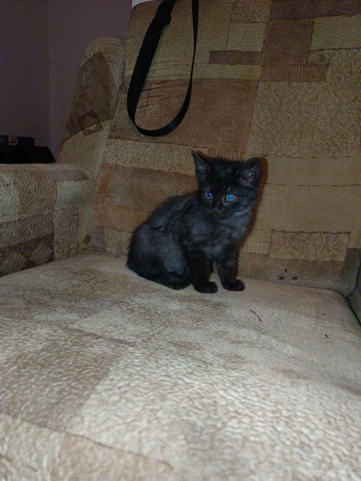 Котенок девочка 2 месяца.