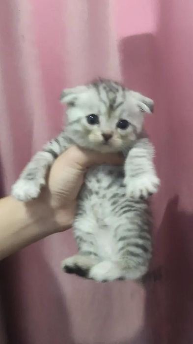 Шотландски котята 1.5 месяц