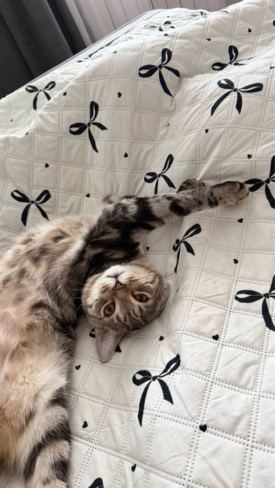 Отдам в хорошие руки кота.