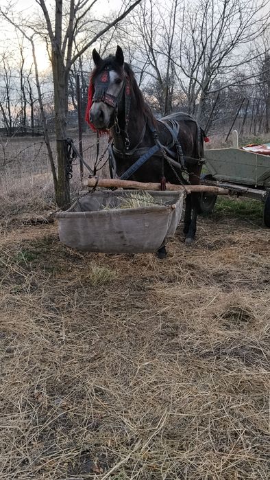 De vânzare mânz de un an și 6 luni