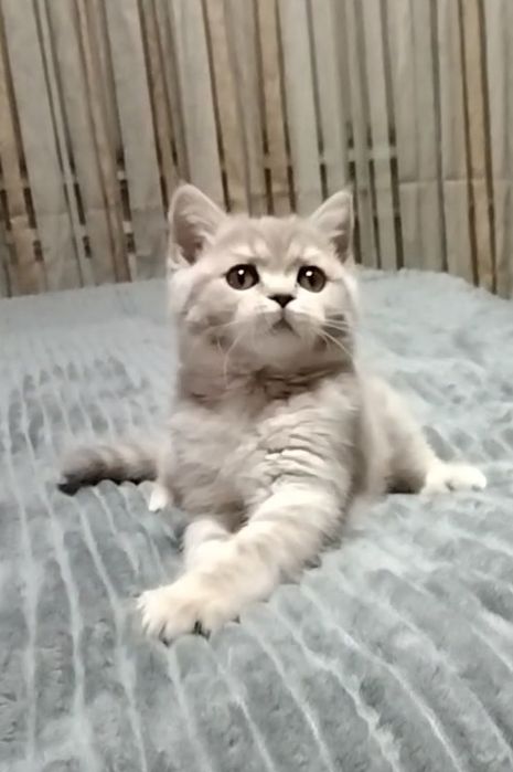 Шикарная девочка, шоу класса.