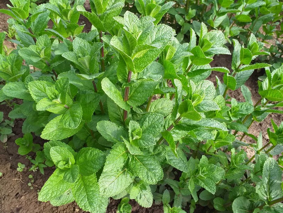 Stoloni menta olandeza