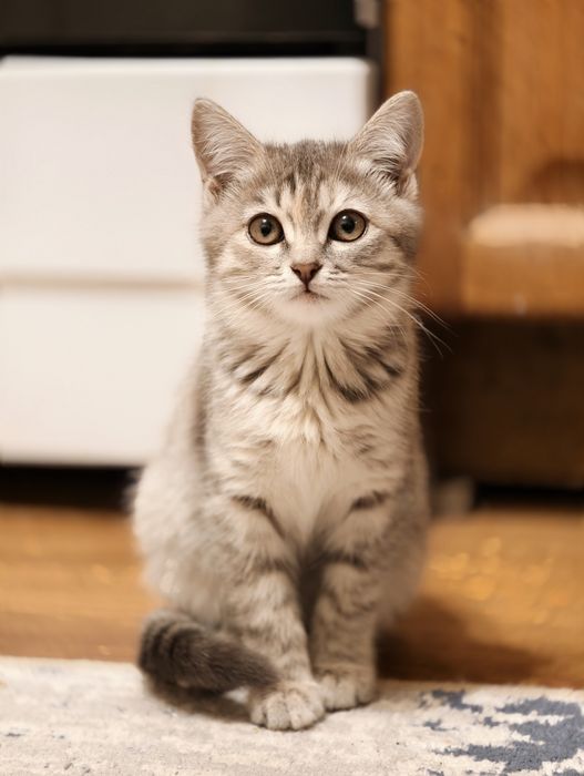 Продам котёнка (девочка)