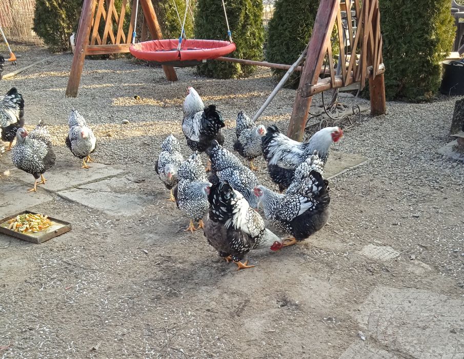 Vând pui wyandotte argintiu!