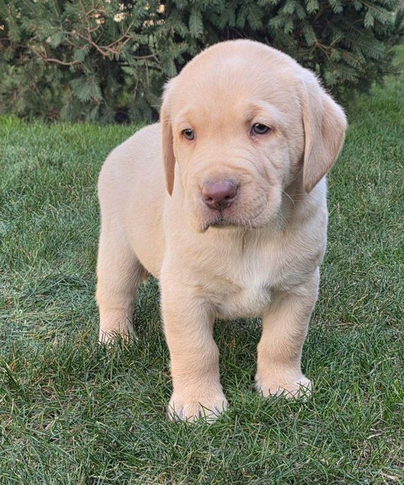 Labrador Retriever