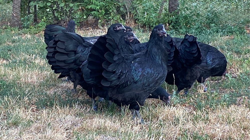 Oua incubat australorp negru si albastru