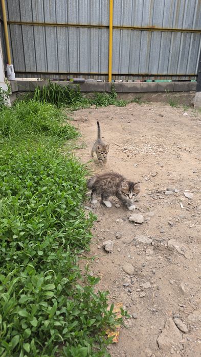 Котята в хорошие руки