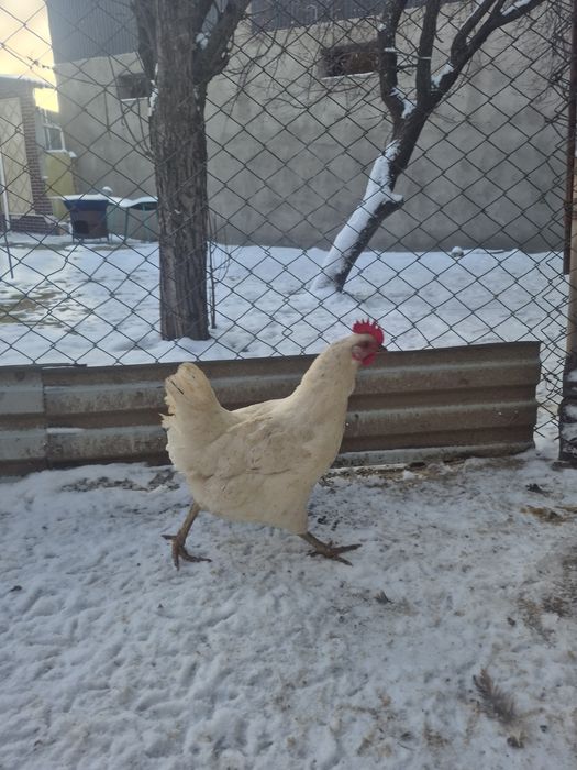 Куры домашний жас тауыктар