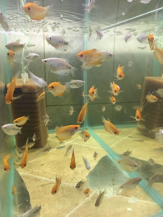 Pesti de acvariu, exotici- tetrazona, gupy , molly , platy , etc