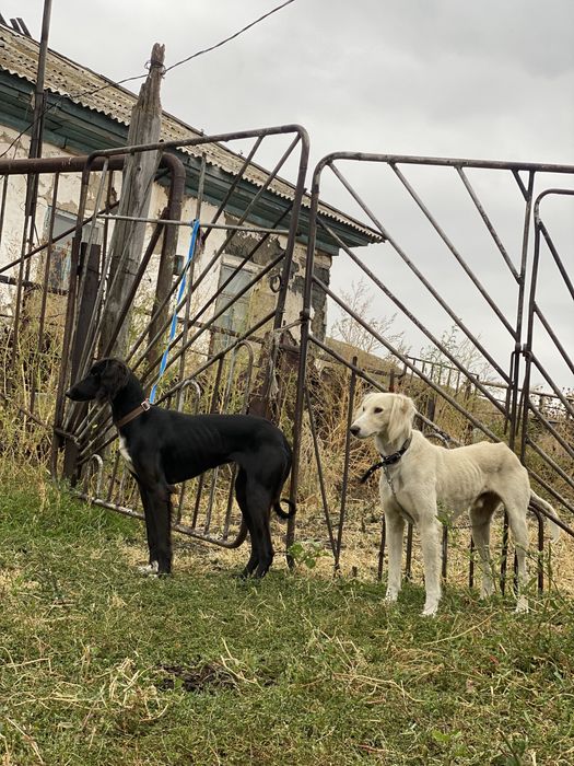 Өскемен тазы,2,5 жасар