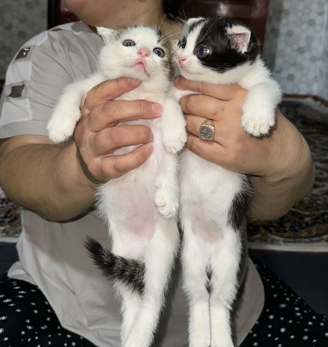 Шотландские кошки сатылады