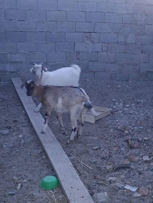Сауынды ешки сатамыз