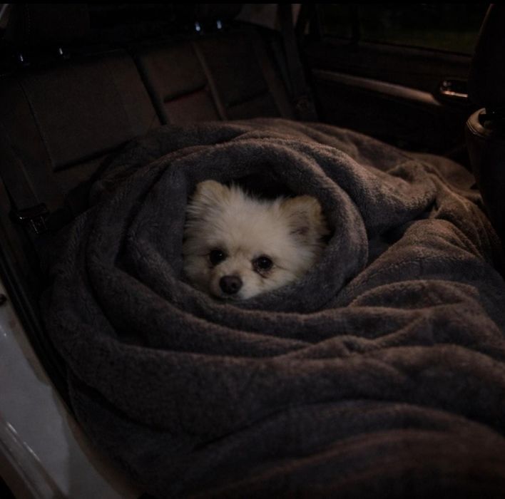 Мини  померанцкий Шпиц 2 годика мальчик