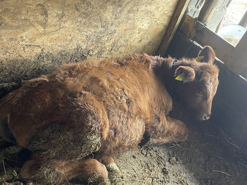 Tauras angus 5 luni 200 kg.