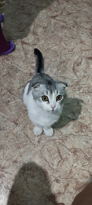 Шотландский вислоухий кот