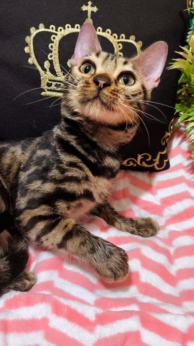 Золото- браун Девочки Бенгальские