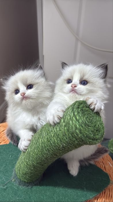 Рэгдолл Рэгдолл Рэгдолл!!!