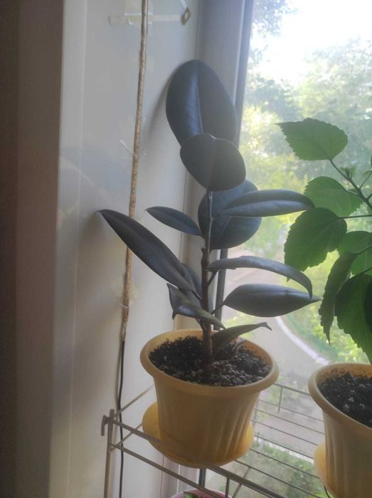 Комнатные растения