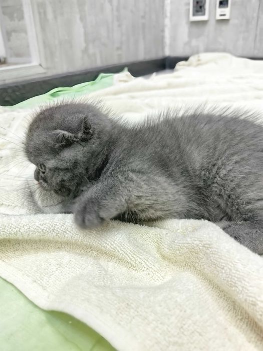 Scottish Fold intelligent mushukchasi. Интеллигентный котёнок Фолд