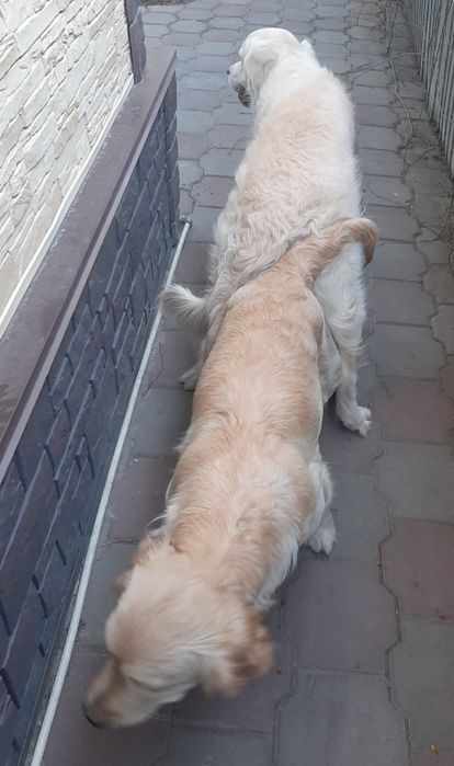 Золотистый Ретривер на вязку.