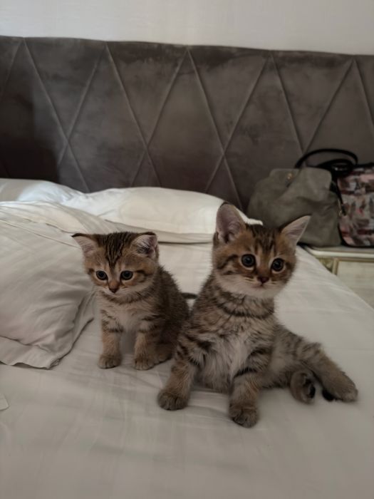 Продаются очаровательные котята по доступной цене