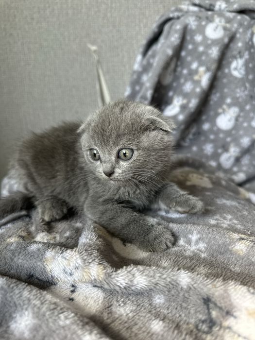 Продам вислоухого котенка