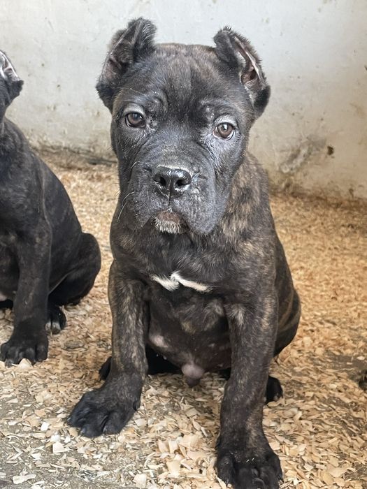 Итальянский кане корсо