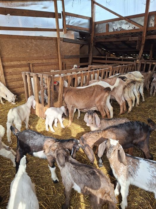 Vând 25 de capre fatate.