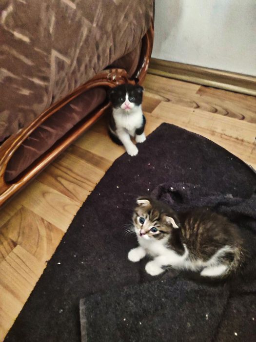 Продам котят вислоухих