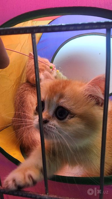 Продам котят, мушукчалар британ шиншила, золото