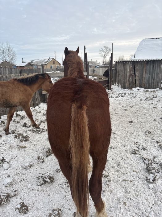 Срочно продам лошадей с откорма