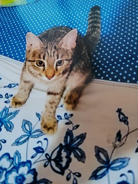 Кошки в доброе руки