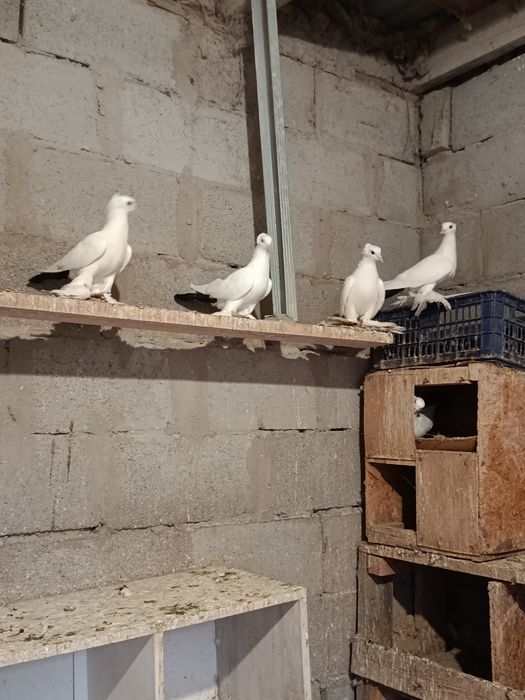 Продам чернохвостых персов