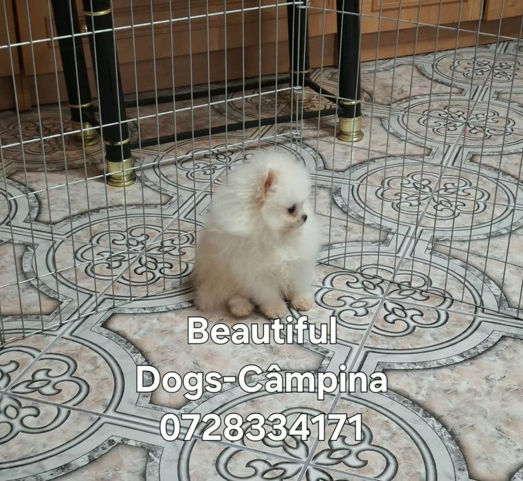 Pui pomeranian femelă