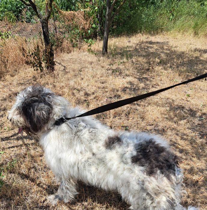 Ciobănesc Mioritic mascul și femela