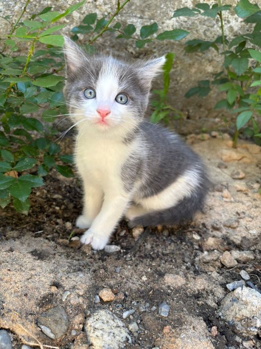 Домашная котенок мальчик отдам в хорошие руки