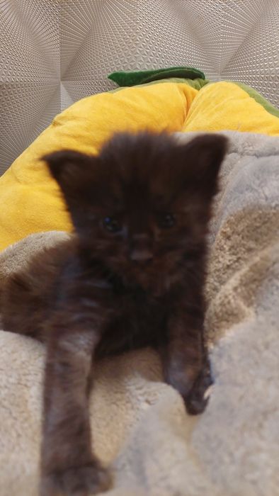 Девочка Мейн-кун  15 дней резерв