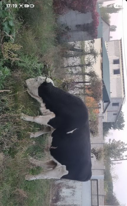 Бык 3 годик продаётся