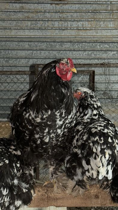 Брама тауықтары мен қораздары