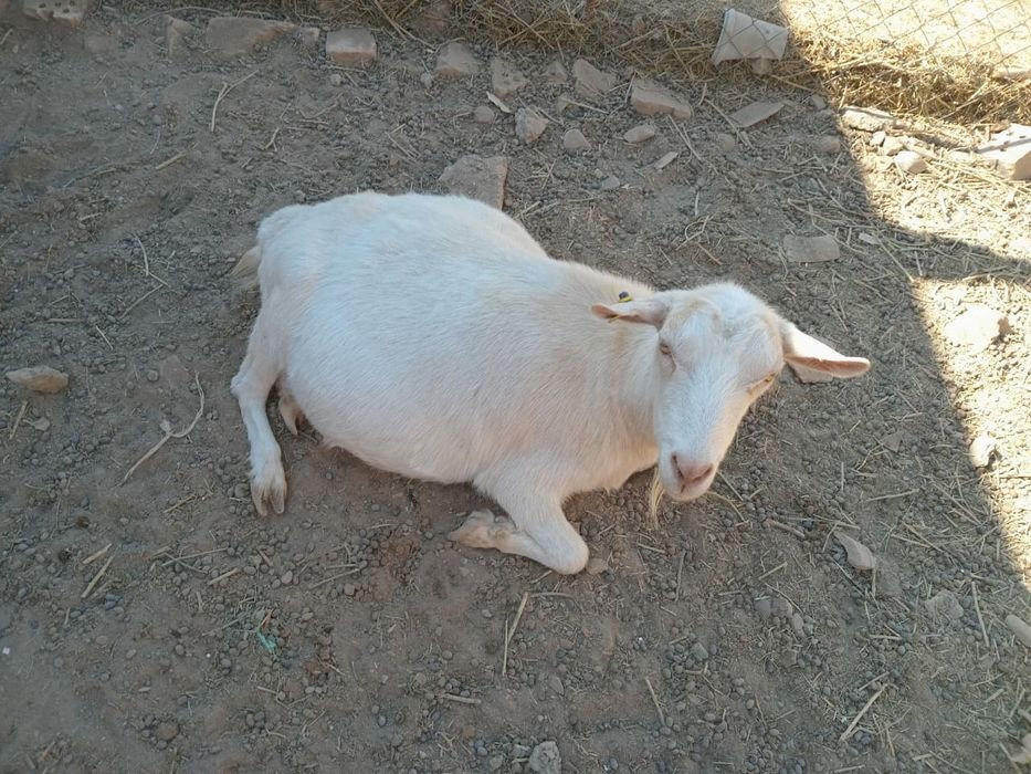 Орыс ешкілер бар Албинос 1шт