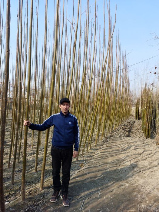 Павлония бор 2 йиллик сотилади