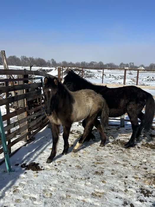 Еркек 2 тай сатамын