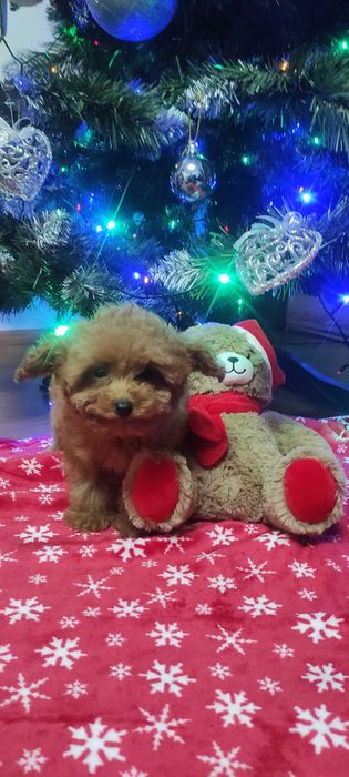 pudel caniche rosu