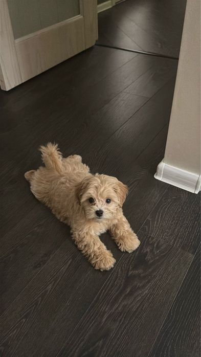 Передержка кошек и маленьких собак