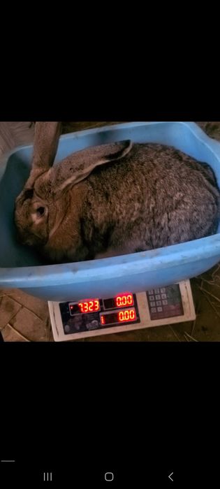 Tozza velikan bollariga zakaz olaman