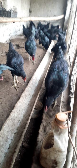 Кора шахзода тувук жужалари  сотилади